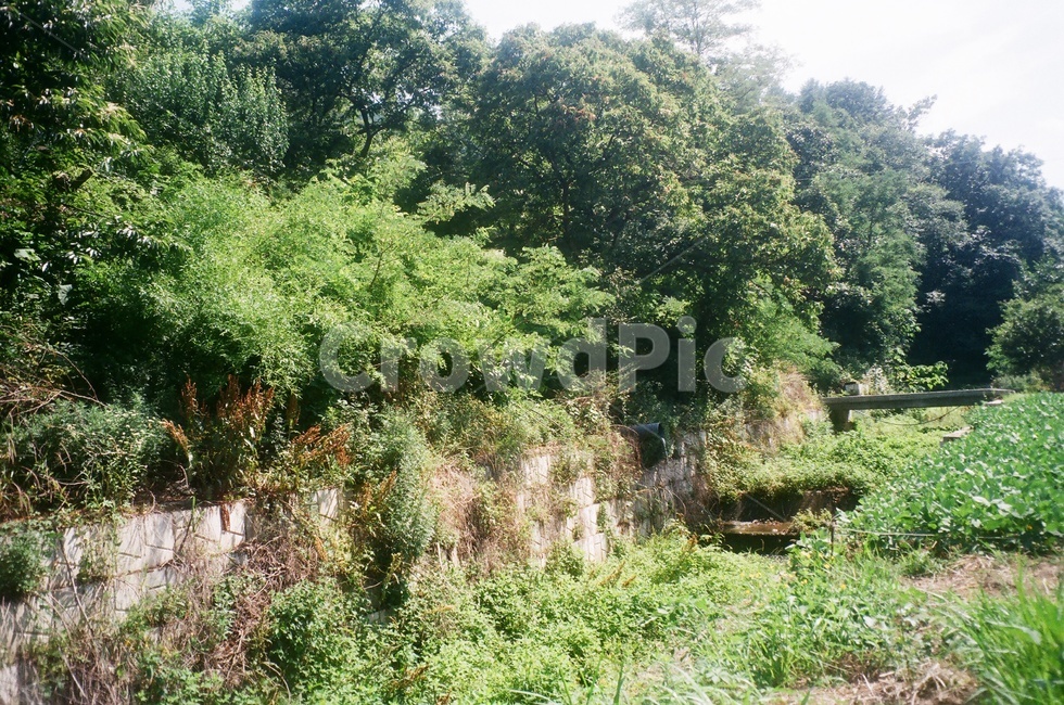자연,시골,여름,식물,청정,나무,햇살,초록,green,nature,plants,countryside,trees,여름,계절,summer,season,자연,풍경,nature,landscape,vegetation,초목,plant,bush,부시,outdoors,옥외,land,땅,tree