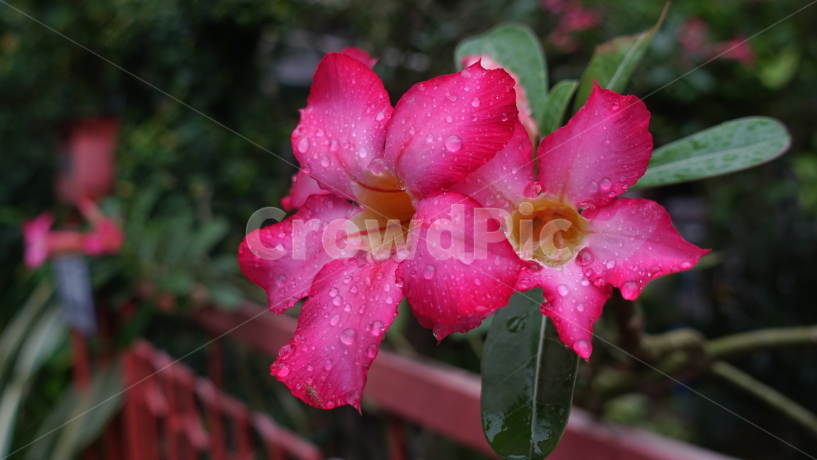 꽃,flower,열대,plant,식물,blossom,꽃송이,식물,자연,plants,nature,꽃,flower