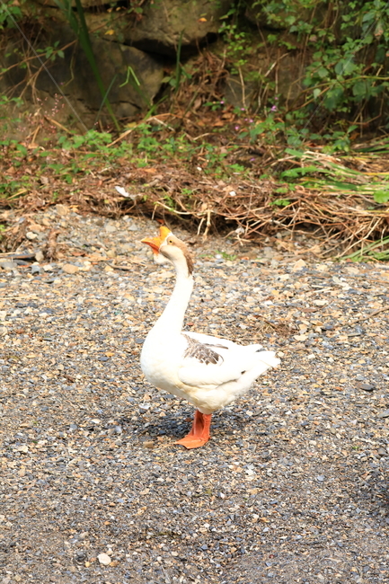 동물,새,거위,자연,포즈,모델,동물,animal,조류,새,birds