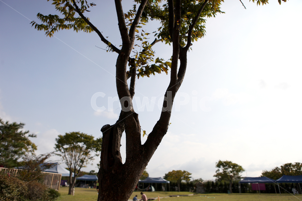 역광,나무,식물,자연,공원,하늘,구름,나무,trees,wood