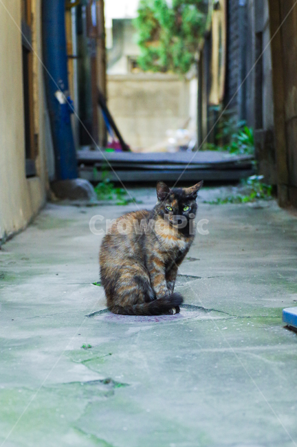 고양이,길고양이,야옹이,길냥이,kitty,야생동물,감성,반려동물,생명,cat,길,street,동물,animal,포유류,mammal,고양이,cat,kitten,kitty