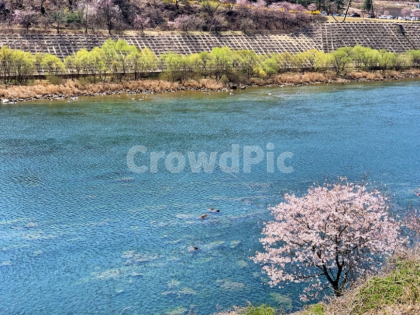 벚꽃,풍경,꽃놀이,봄,맑음,봄,계절,spring,season,자연,풍경,nature,landscape
