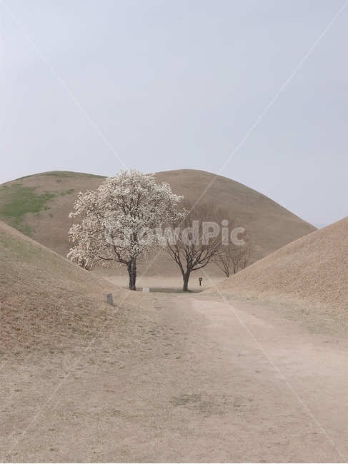 경주,봄,왕릉,나무,벚꽃,랜드마크,landmark,tourist attraction,한국랜드마크,한국관광지,한국명소,korea landmark,korea tourist attraction,나무,trees,wood
