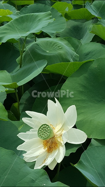 연꽃,꽃,시원함,여름,연잎,고고함,하얀꽃,흰곷,꽃수술,식물,자연,plants,nature,꽃,flower