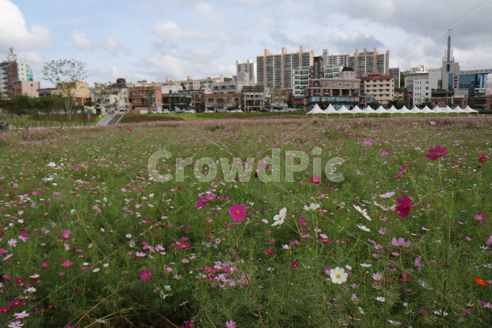 field,들,옥외,grassland,코스모스,자연,풍경,nature,landscape,outdoors,목초지