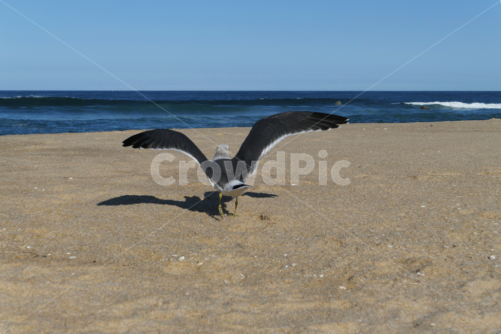 animal,동물,bird,새,seagull,갈매기,sea,sky,하늘,물,water,해안선,바다,자연,nature,옥외,ocean,해변,바다,beach,sea,동물,animal,조류,새,birds