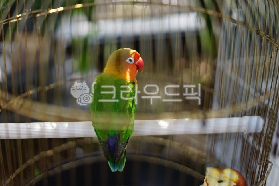 bird, 새, animal, 동물, parakeet, 사진,이미지,일러스트,캘리그라피 - ZENOP작가
