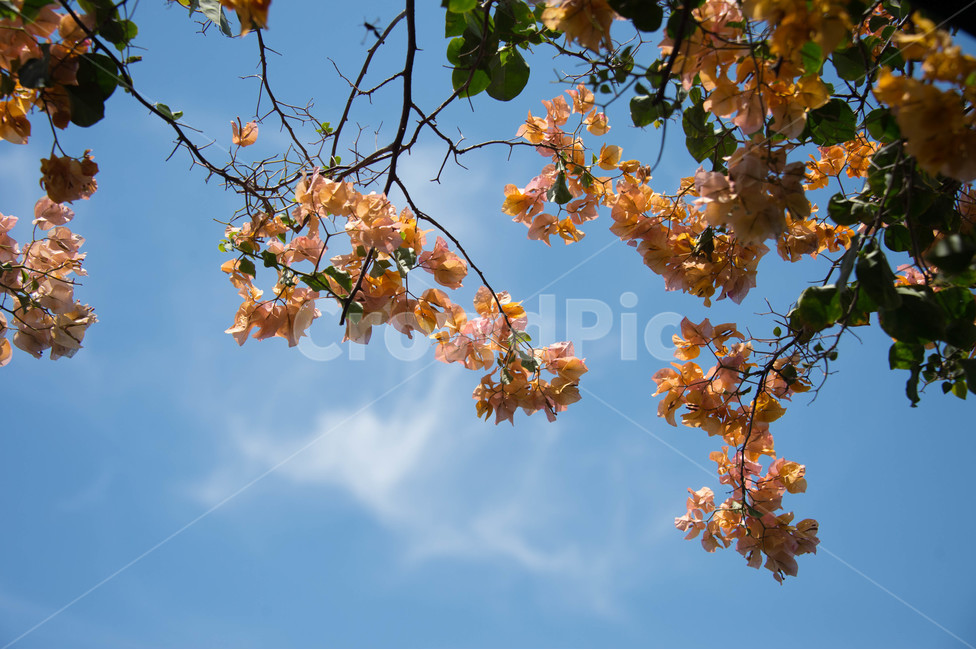 봄,봄꽃,하늘,노랑꽃,플라워,봄,계절,spring,season,식물,자연,plants,nature,꽃,flower,leaf,잎,plant