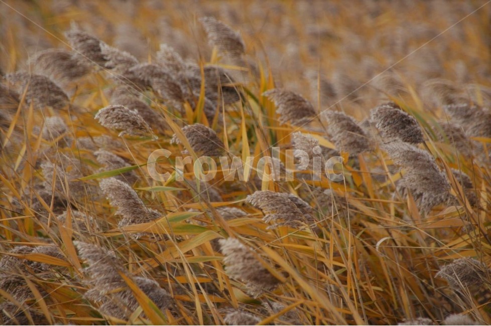 가을,갈대,자연,계절,식물,nature,단풍,햇빛,서정,감성,갈대밭,강진갈대,강진만습지,autumn,season,가을,계절,fall,autumn,season,식물,자연,plants,nature,grass,잔디,plant,lawn