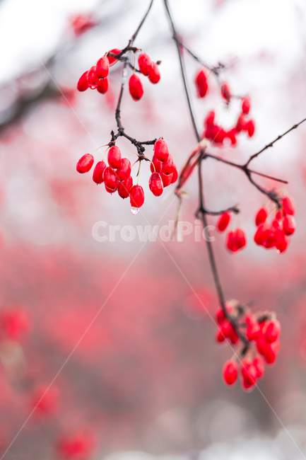 식물,산수유,눈,열매,산수유열매,시골,나무,산수유나무,이천,산수유마을,재배,경작,눈내린,붉은열매,tree,winter,snow,plant,과일,열매,fruit