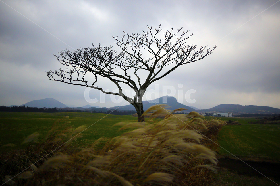 제주도,풍경,왕따나무,나홀로나무,겨울,겨울나무,자연,풍경,nature,landscape,한국자연풍경,한국자연경관,korea nature landscape,제주도,jeju,jeju island,식물,plants,나무,trees,wood,plant,grass,잔디,tree