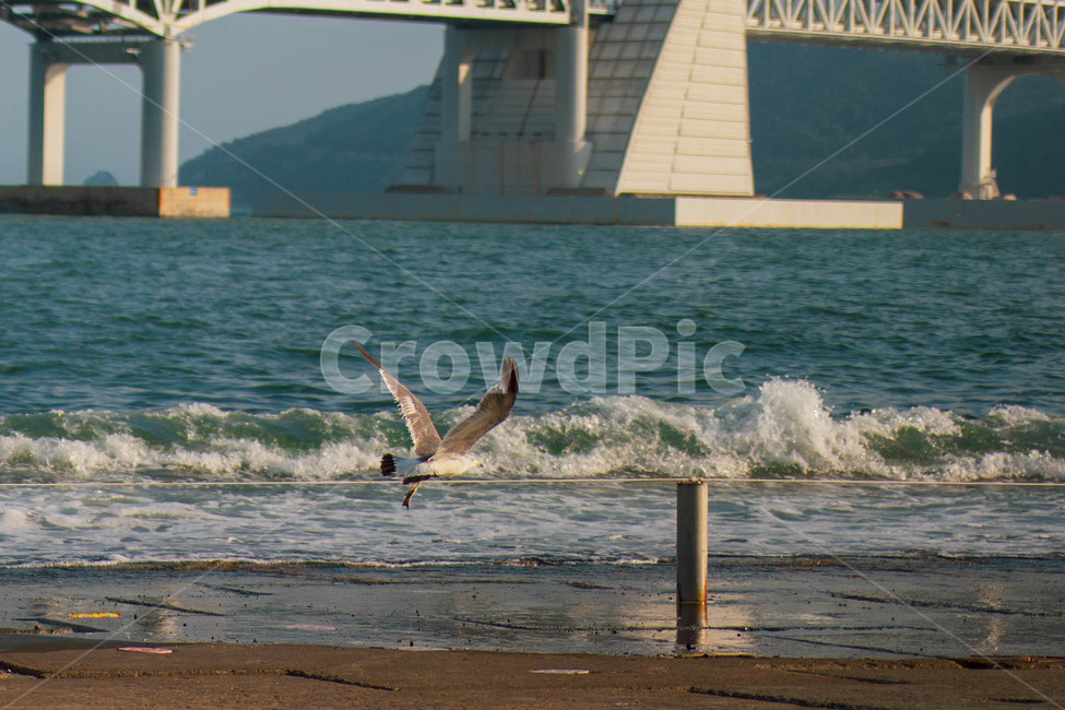 옥외,nature,sea,자연,동물,바다,ocean,water,대양,물,bird,outdoors,새,동물,animal,조류,새,birds