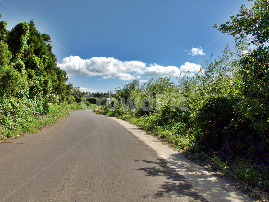 올레16코스,올레,제주,푸른하늘,흰구름,도로,숲,자연,풍경,nature,landscape,road,asphalt,아스팔트