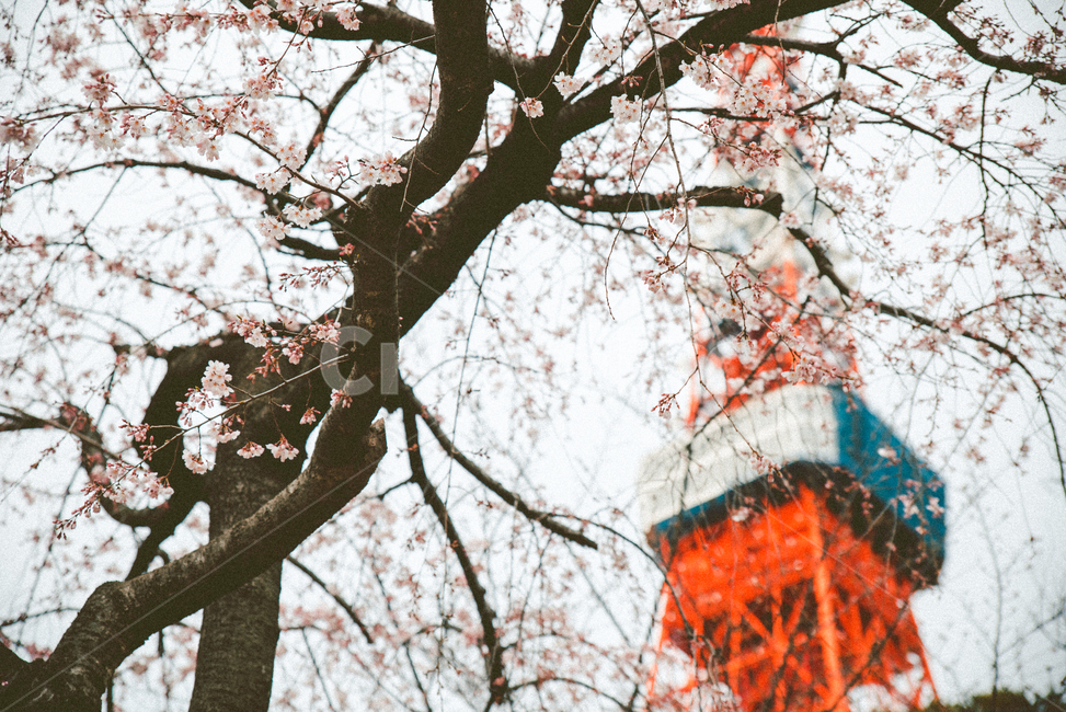 도쿄,도쿄타워,일본,빨간색,봄,벚꽃,건축물,랜드마크,벚나무,봄,계절,spring,season,랜드마크,landmark,tourist attraction,해외,외국,세계,foreign,oversea,world,세계랜드마크,해외랜드마크,외국랜드마크,world landmark,world tourist attraction,식물,자연,plants,nature,꽃,flower,감성,sensible,feeling,plant