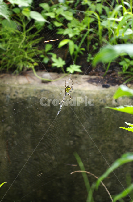곤충,풀,식물,plant,거미,동물,animal,곤충,벌레,insect,bug