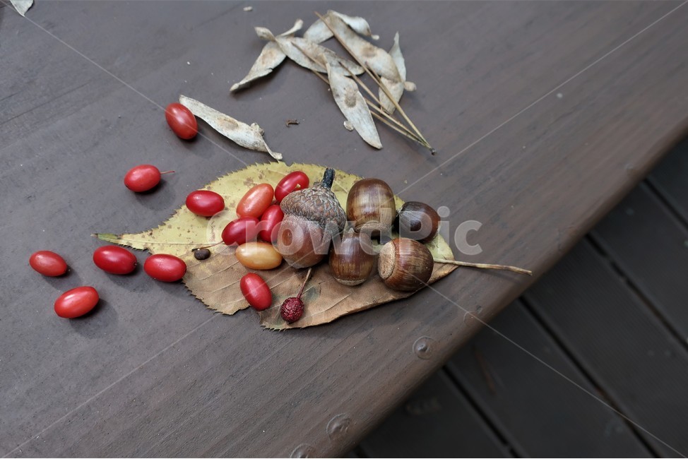 낙엽,도토리,열매,씨앗,숲,상수리,계절,가을,껍질,결실,가을,계절,fall,autumn,season,과일,열매,fruit,plant,식물