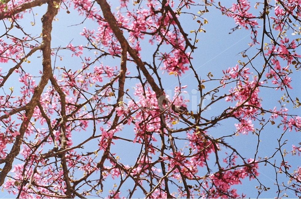 꽃,꽃나무,봄,봄꽃,풍경사진,봄,계절,spring,season,식물,자연,plants,nature,꽃,flower,plant