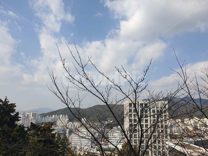 맑은하늘,나뭇가지,하늘,구름,겨울하늘,도시,풍경,city,landscape,한국도시풍경,한국도시경관,korea cityscape