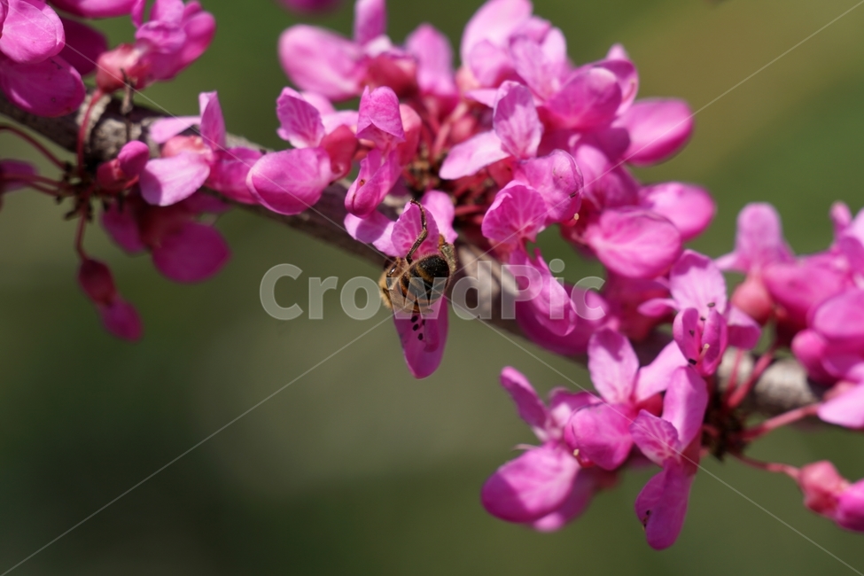 꽃,꽃사진,플라워,flower,봄,봄꽃,spring,식물,plants,자연,nature,풍경,landscape,계절,season,snap,스냅,접사,macro,closeup,클로즈업,감성사진,감성,힐링,healing,느낌,feel,feeling,벌,곤충,insect,동물,animal,honey,bee,말벌,꿀벌,벌레,꽃밭,화단,4월,April,박태기나무,박태기꽃,박태기나무꽃,귀화식물,나무,나뭇가지,tree,한국자연,식물,자연,plants,nature,꽃,flower,동물,animal,곤충,벌레,insect,bug