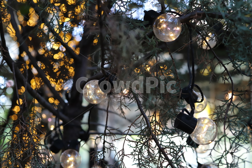 전구,장식,인테리어,나무전구,감성,plant,식물,tree,나무