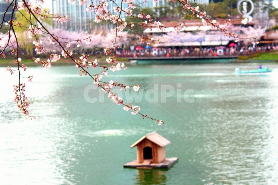 벚꽃,강,봄,풍경,꽃,봄꽃,식물,자연,감성,힐링,cherryblossom