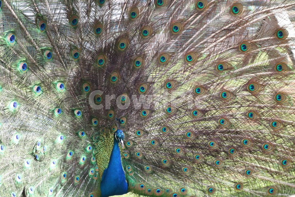 공작,공작새,peacock,새,bird,animal,동물,동물,animal,조류,새,birds