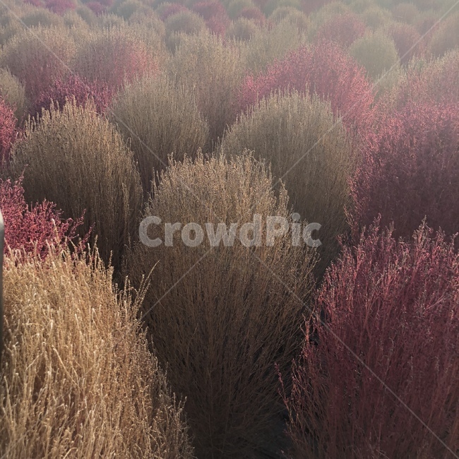 가을,풍경,나무,공원,가을풍경