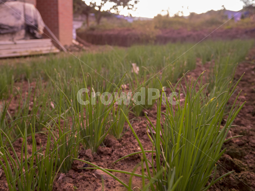 시골,country,해질녘,노을,하늘,붉은하늘,산업,industry,industrial,농업,농사,agriculture,farming,farming industry