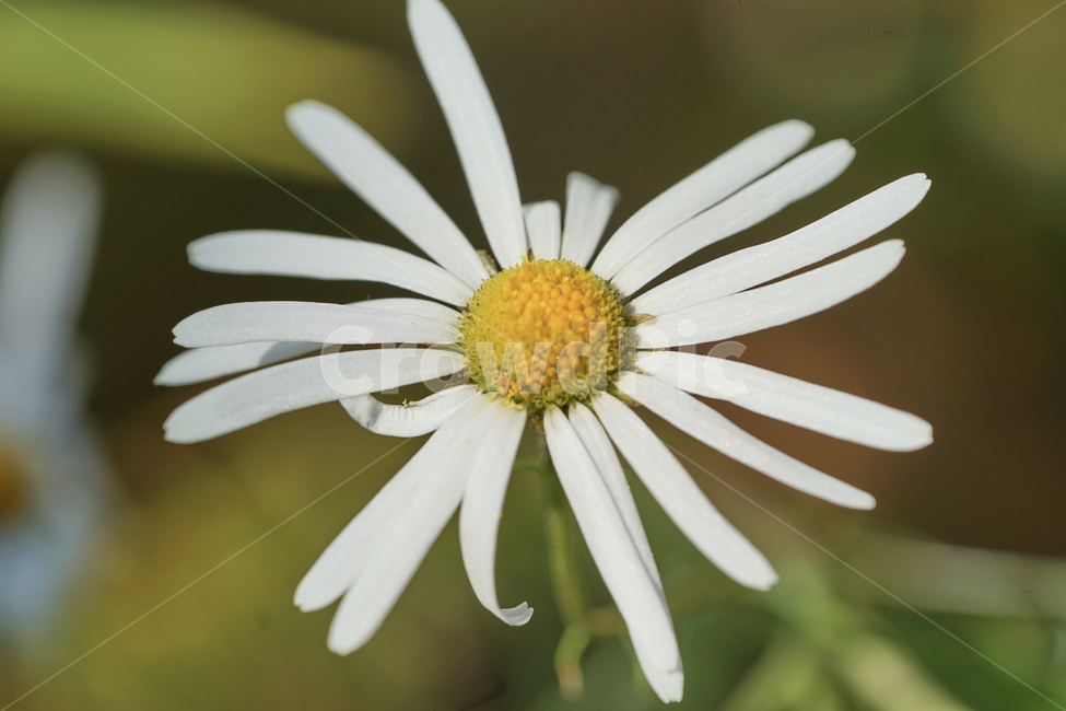 꽃,접사,구절초,흰꽃,꽃접사,식물,macro,flower,아웃포커스