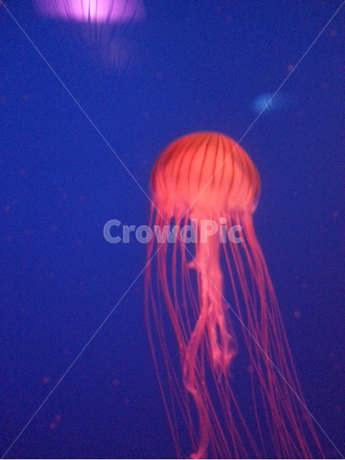 해양생물,해파리,jellyfish,젤리피쉬,붉은해파리