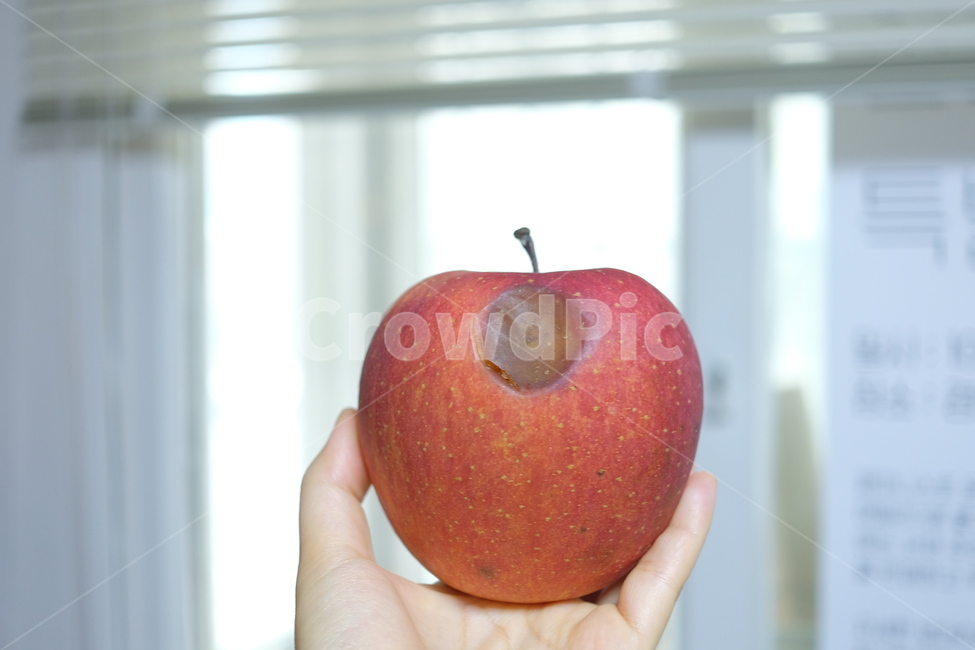 사과,apple,food,음식,과일,fruit,썩은사과,멍든사과,과일,열매,fruit