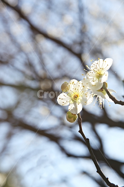 매화,매화꽃,꽃,꽃잎,봄꽃,봄,식물,자연,공원,식물,자연,plants,nature,꽃,flower