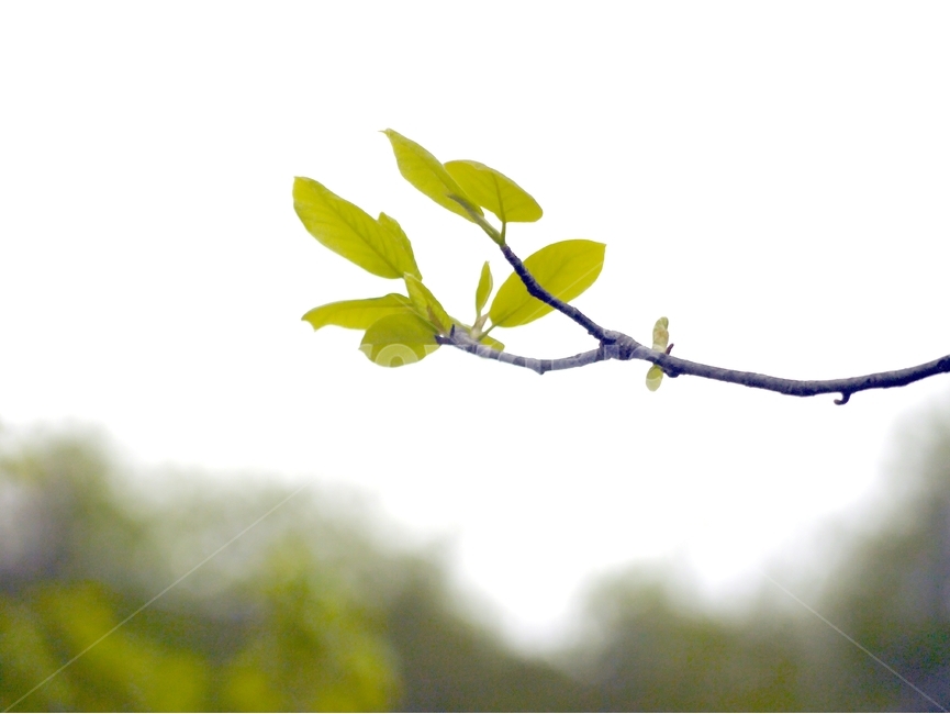봄,자연,꽃,숲,여름,초록,분홍,식물,자연,plants,nature