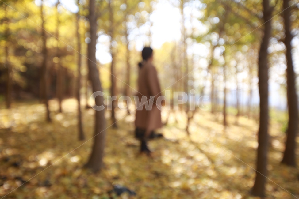 사람,자연,숲,나무,가을,낙엽,단풍,잎,은행나무,은행나무숲,식물,나들이,흐린,여자,여성,보케,people,nature,forest,tree,여행,vegetation,초목,plant,outdoors,옥외,land,땅,woodland,삼림지,grove,작은 숲