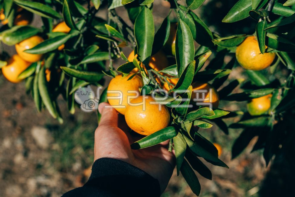 mandarin,citrus fruits,Red scent,Fruit,nature,fruit,Hallabong,Orange,food,vitamin,tangerines,orange,citrusfruit,house tangerines,Cheonhyehyang,plant,fresh,Jeju tangerines,hallabong