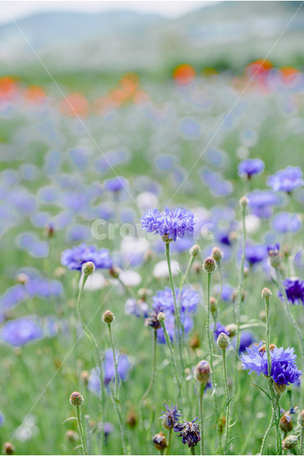 수레국화,국화,꽃,여름,식물,식물,자연,plants,nature,꽃,flower