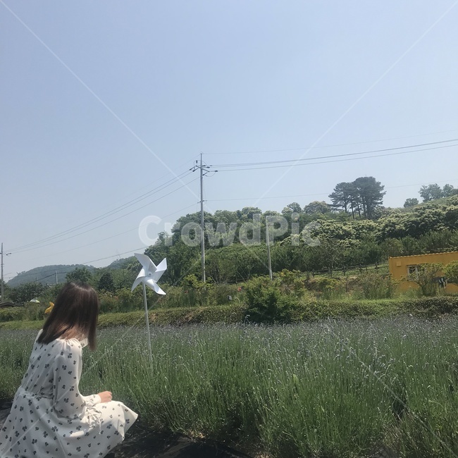 라벤더,바람개비,꽃,손,여자,보라색,인간,사람,person,human,lavender,flower,사람,인물,인간,human,person,여성,여자,woman,female,lady