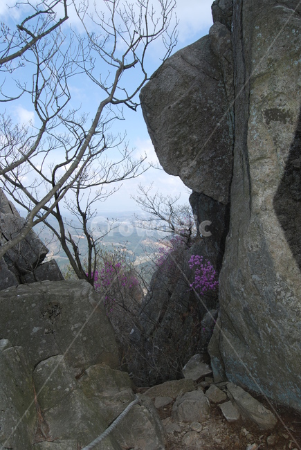 봄,spring,철쭉,돌,tree,탐방로,자연,풍경,nature,landscape,outdoors,옥외,plant,식물
