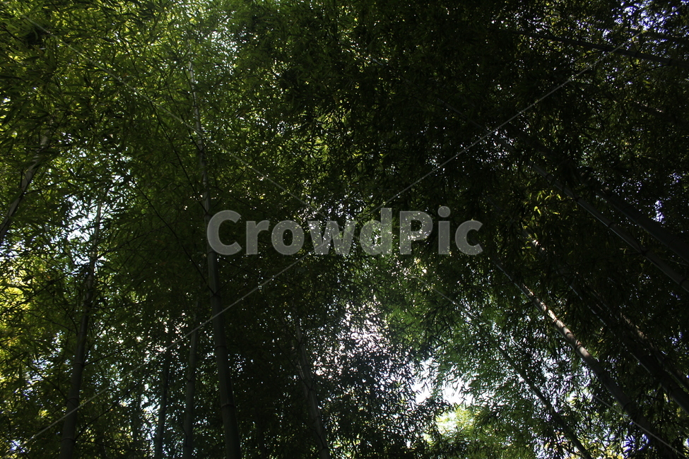 대나무,대나무숲,나무,plant,식물,풍경,자연,풍경,nature,landscape