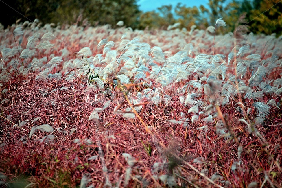 공원,자연,갈대,풍경,숲,가을,계절,fall,autumn,season,식물,자연,plants,nature,outdoors,옥외,ice,빙
