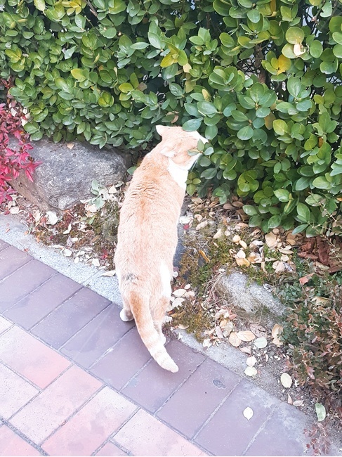 고양이,자연,동물,길고양이,길거리,코숏,코리안숏헤어,cat