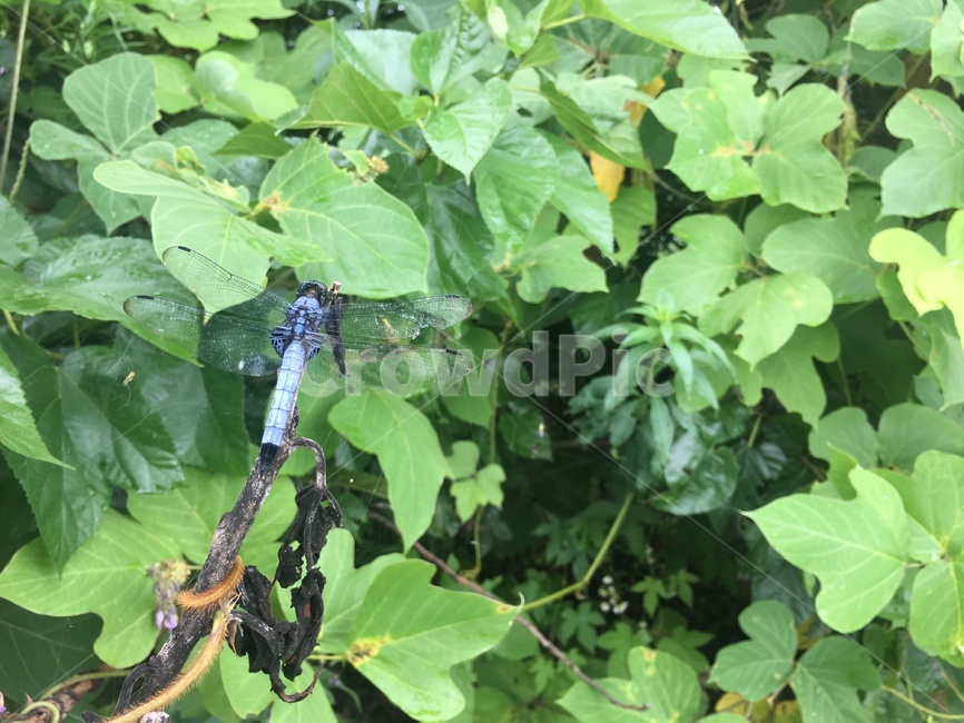 잠자리,곤충,잎,식물,dragonfly,insect,쉬고있는,leaf,잎사귀,그린,자연,green,plants,nature,교외,야외