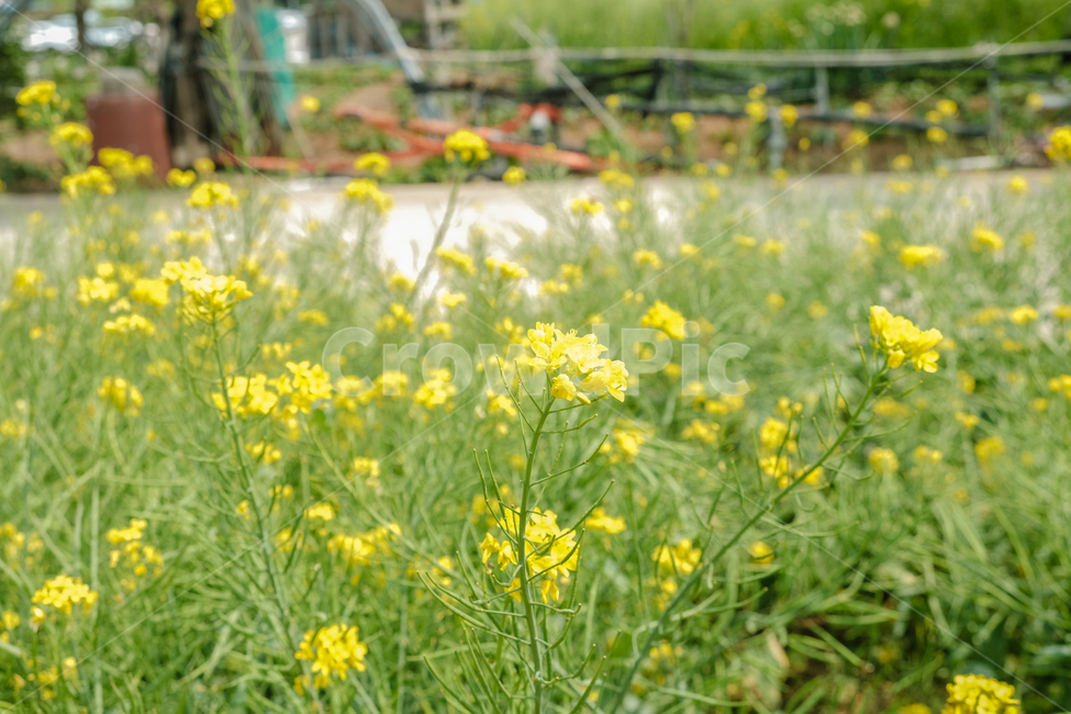 spring,spring flowers,natural scenery,plant,rape flower,season,Emotional photo