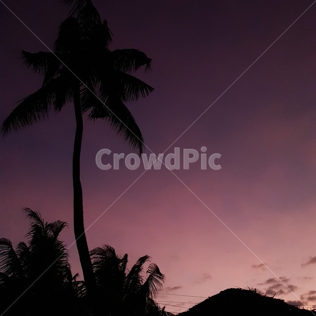 자연,nature,outdoors,노을,sunset,tree,나무,실루엣,silhouette