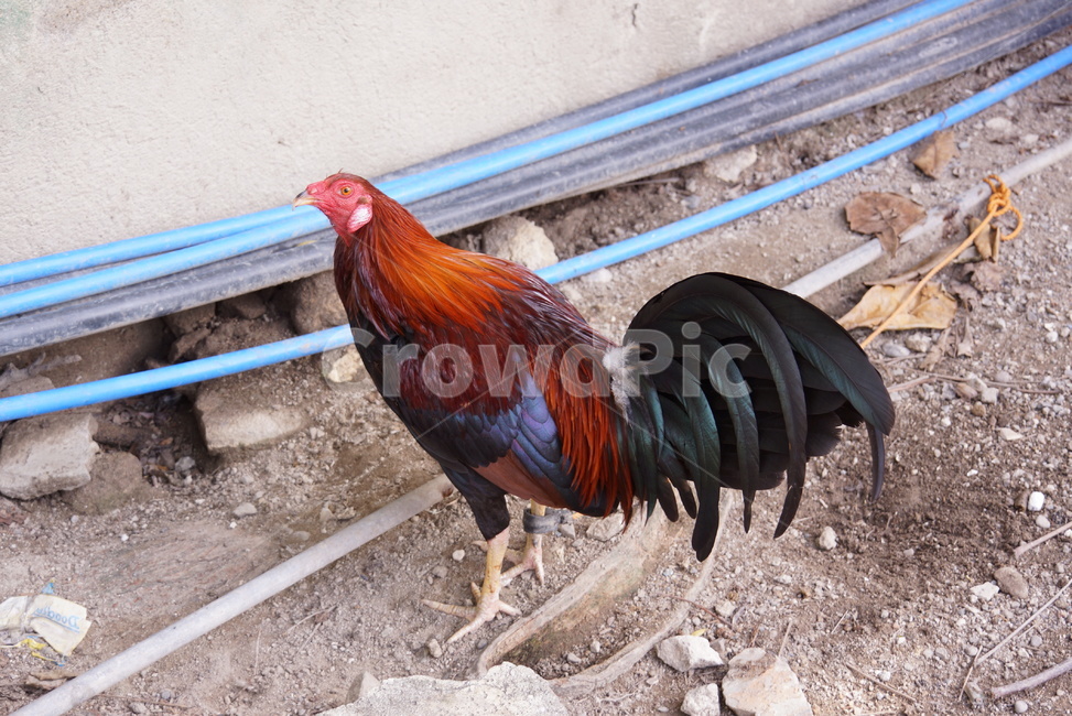 닭,수탉,chicken,치킨,bird,animal,동물,poultry,가금류,fowl,새,동물,animal,조류,새,birds