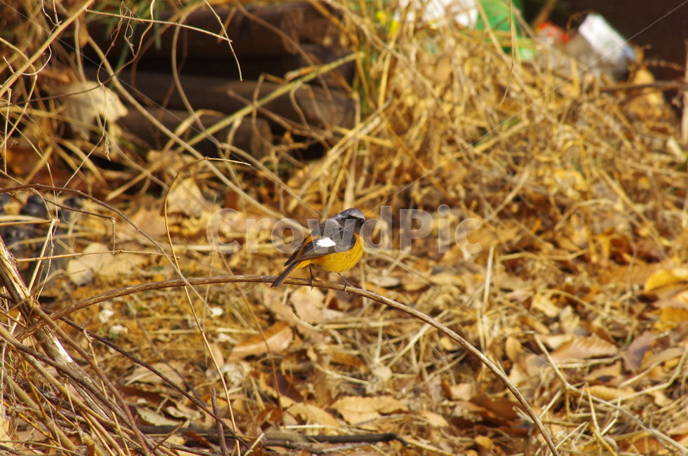 딱새,산새,새,동물,산,bird,tree,branch,winter,풍경,감정,감성,자연,계절