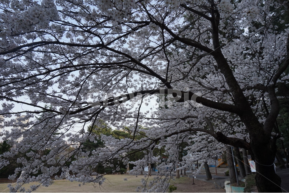 숲,풀,수풀,공원,산,등산,우거진,우거진숲,울창하다,울창함,울창,나무가지,바위,소풍,길,숲길,숲속,돌길,돌담,등산길,등산로,식물,벚꽃,꽃,벚꽃나무,나무,풍경,자연,안락,봄,계절,spring,season,식물,자연,plants,nature,꽃,flower,나무,trees,wood,plant,blossom