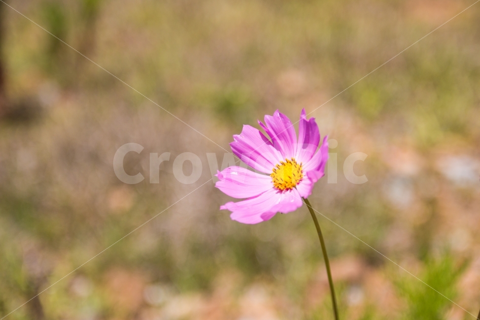 풍경,꽃,코스모스,여름,가을,식물,자연,plants,nature,가을,계절,fall,autumn,season,꽃,flower,plant