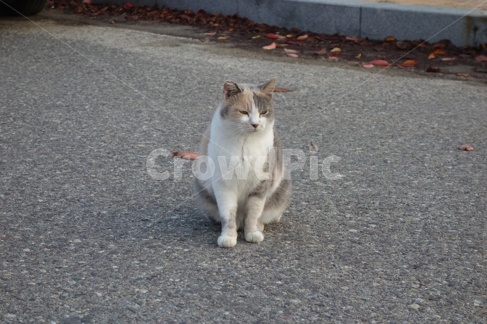 고양이,길고양이,길냥이,동물,반려묘,반려동물