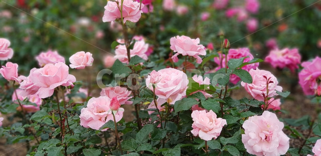 장미,꽃,rose,식물,자연,5월,그린,flower,장미꽃,nature,분홍장미,식물,자연,plants,nature,꽃,flower